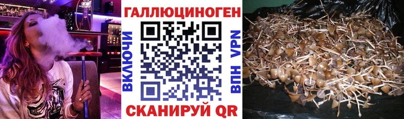 купить   Кола  Псилоцибиновые грибы Cubensis 